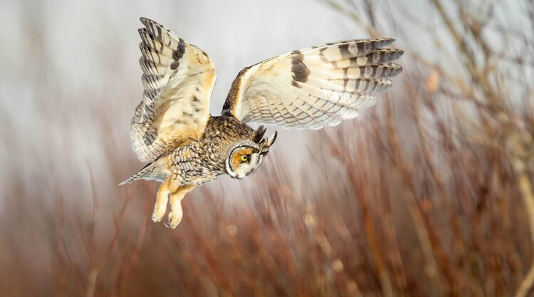 2024 Bird Photographer Of The Year Highly Commended Photos