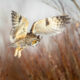 2024 Bird Photographer Of The Year Highly Commended Photos