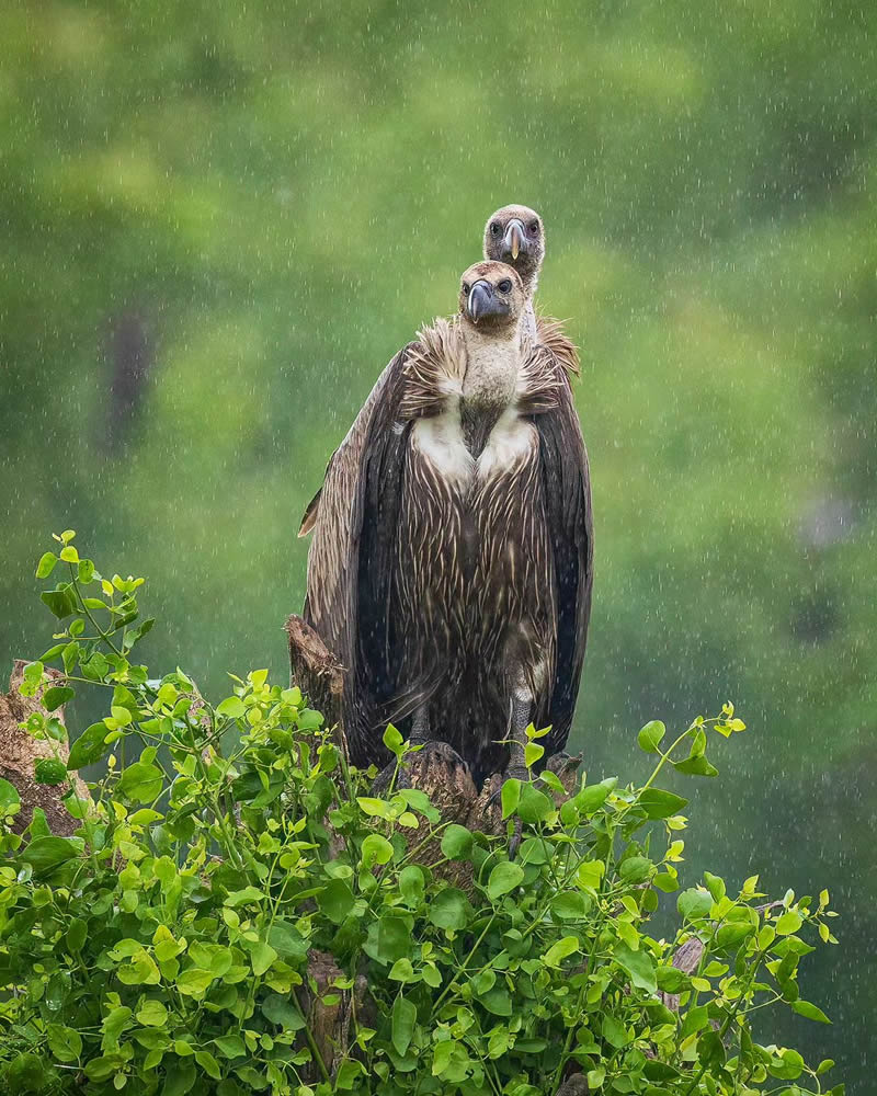 Best and Beautiful Bird Photography for your inspiration