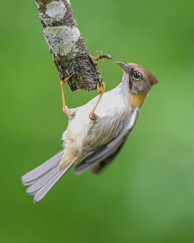 Best and Beautiful Bird Photography for your inspiration