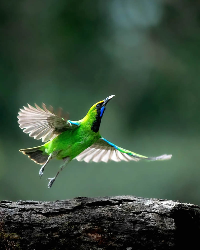 Best and Beautiful Bird Photography for your inspiration