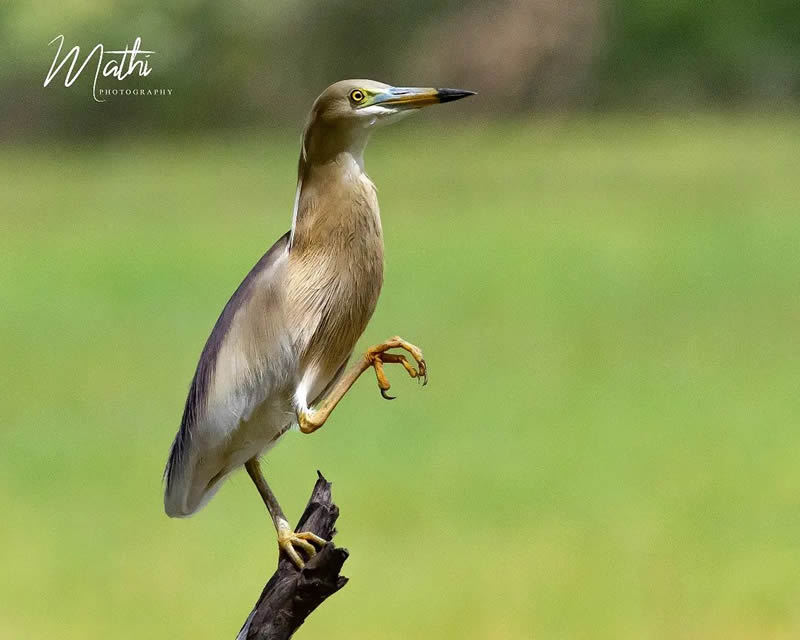 Best and Beautiful Bird Photography for your inspiration