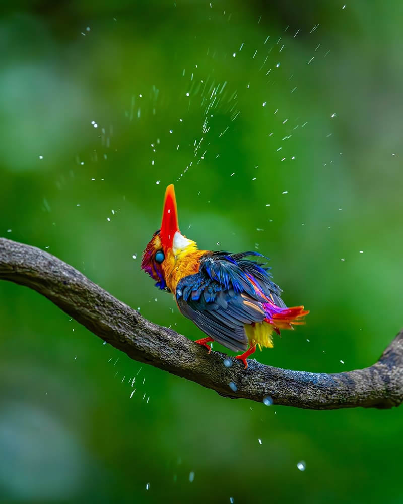 Best and Beautiful Bird Photography for your inspiration