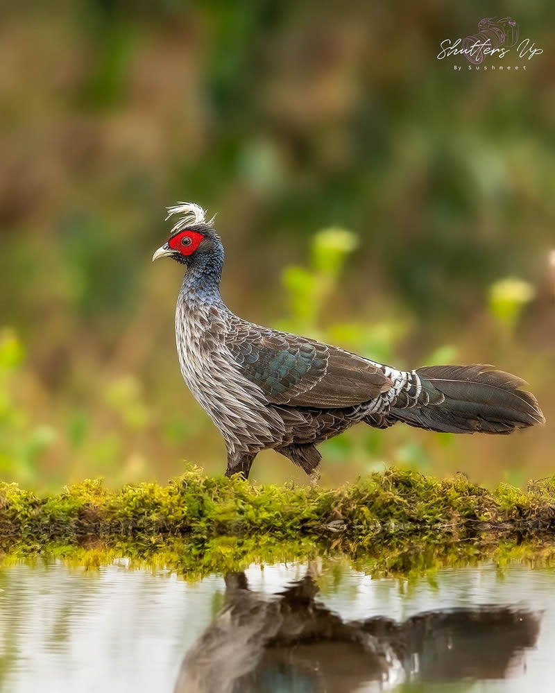 Best and Beautiful Bird Photography for your inspiration