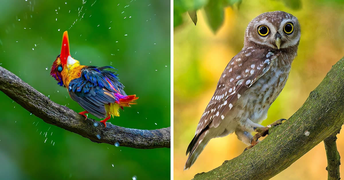 30 Stunning Bird Photos That Capture the Essence of Nature