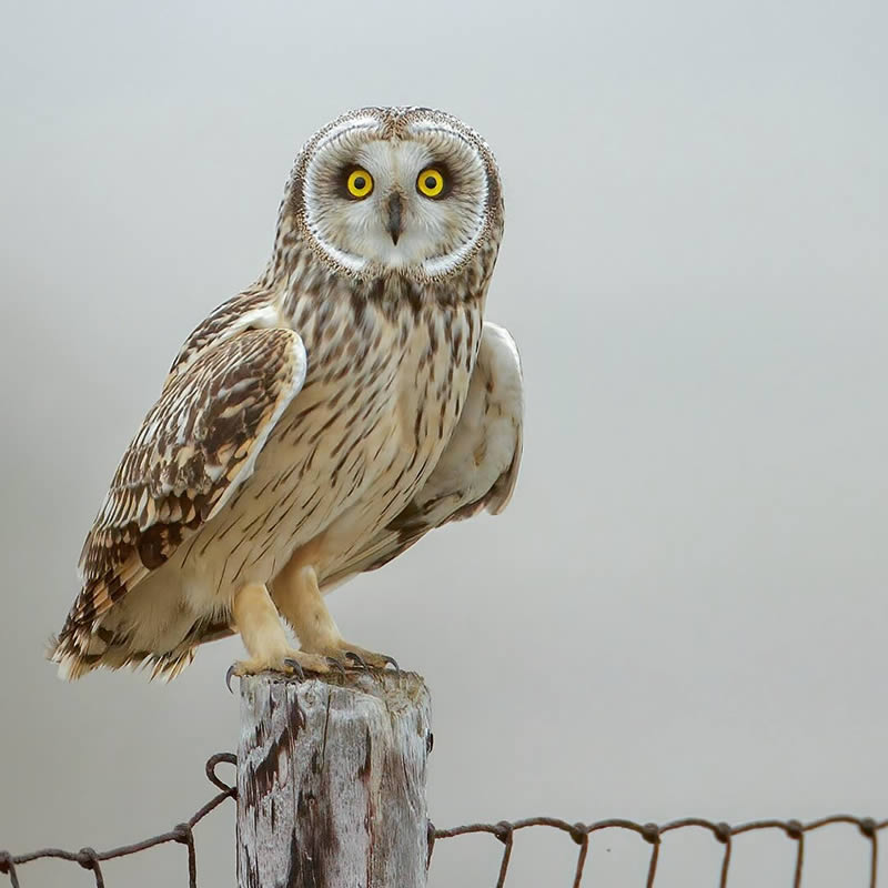 Belgian Nature Photographer Raf Raeymaekers Takes Bird Photography to New Heights