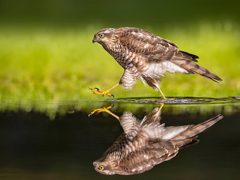 Bird Photography by Raf Raeymaekers