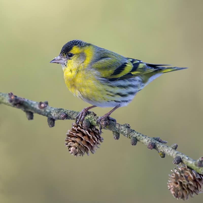 Bird Photography by Raf Raeymaekers