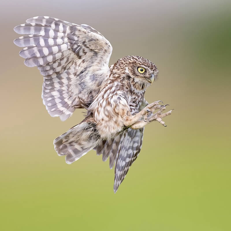 Bird Photography by Raf Raeymaekers