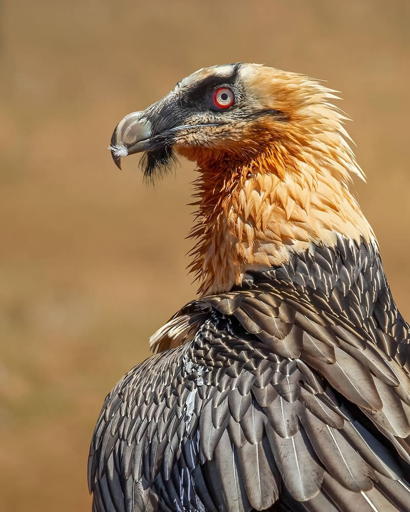 Bird Photography by Raf Raeymaekers