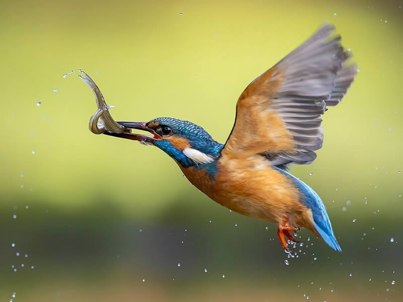 Bird Photography by Raf Raeymaekers