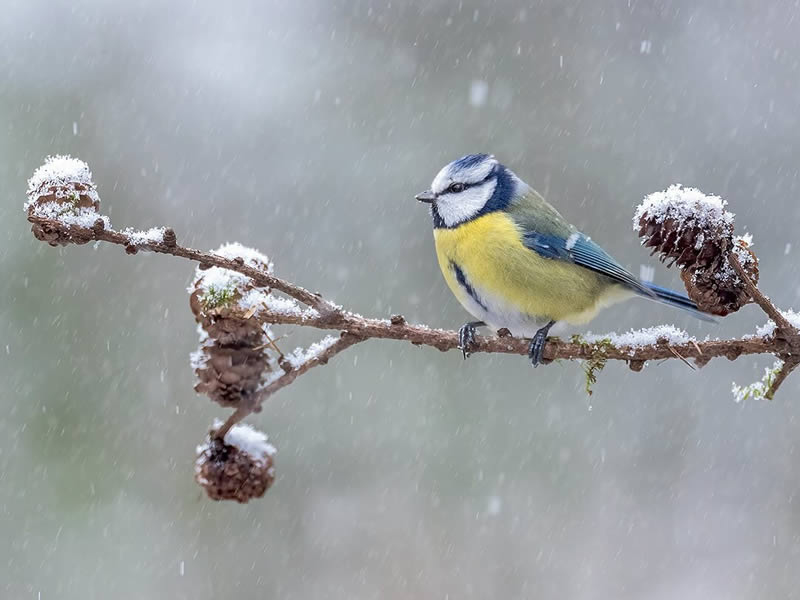 Bird Photography by Raf Raeymaekers