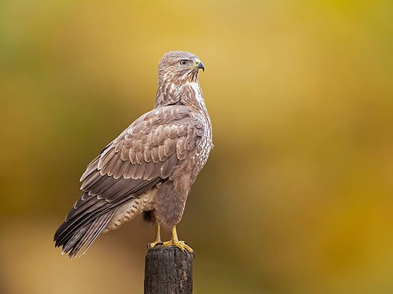 Bird Photography by Raf Raeymaekers