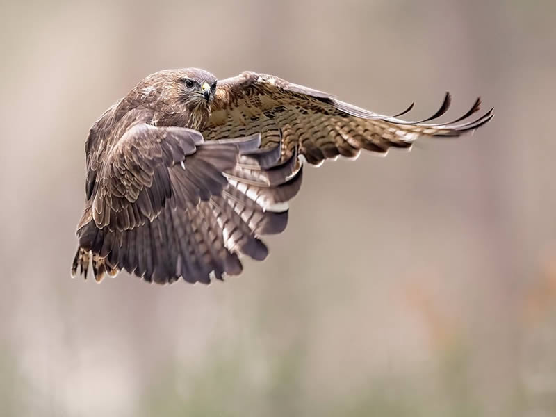 Bird Photography by Raf Raeymaekers