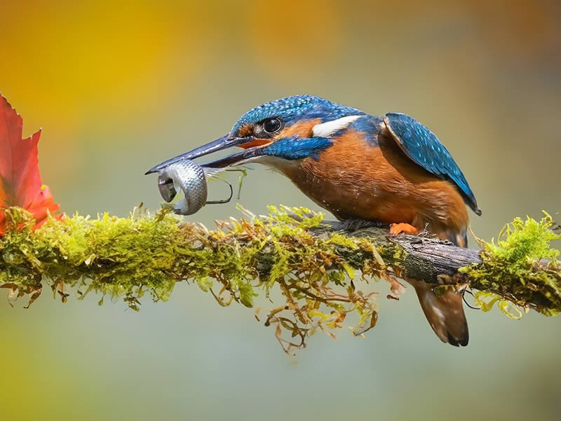 Bird Photography by Raf Raeymaekers