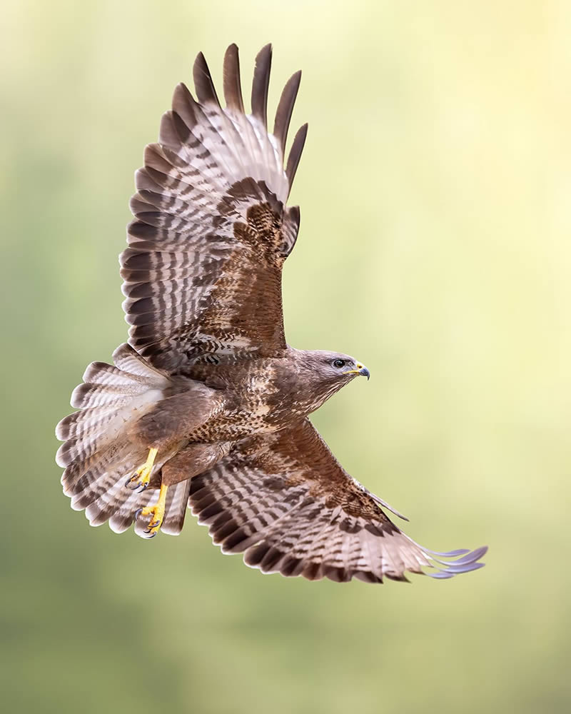 Bird Photography by Raf Raeymaekers