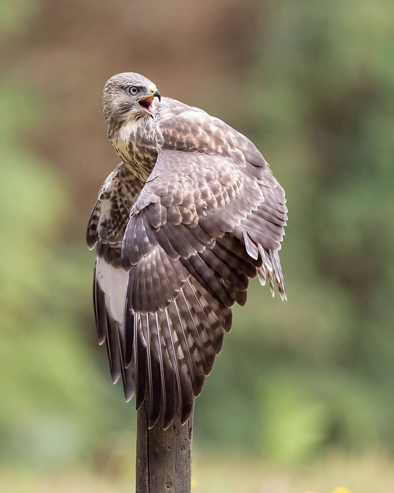 Bird Photography by Raf Raeymaekers