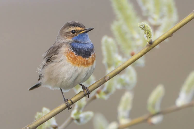 Bird Photography by Raf Raeymaekers