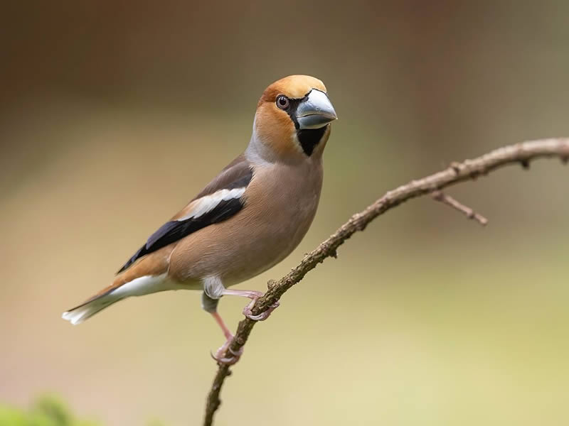 Bird Photography by Raf Raeymaekers