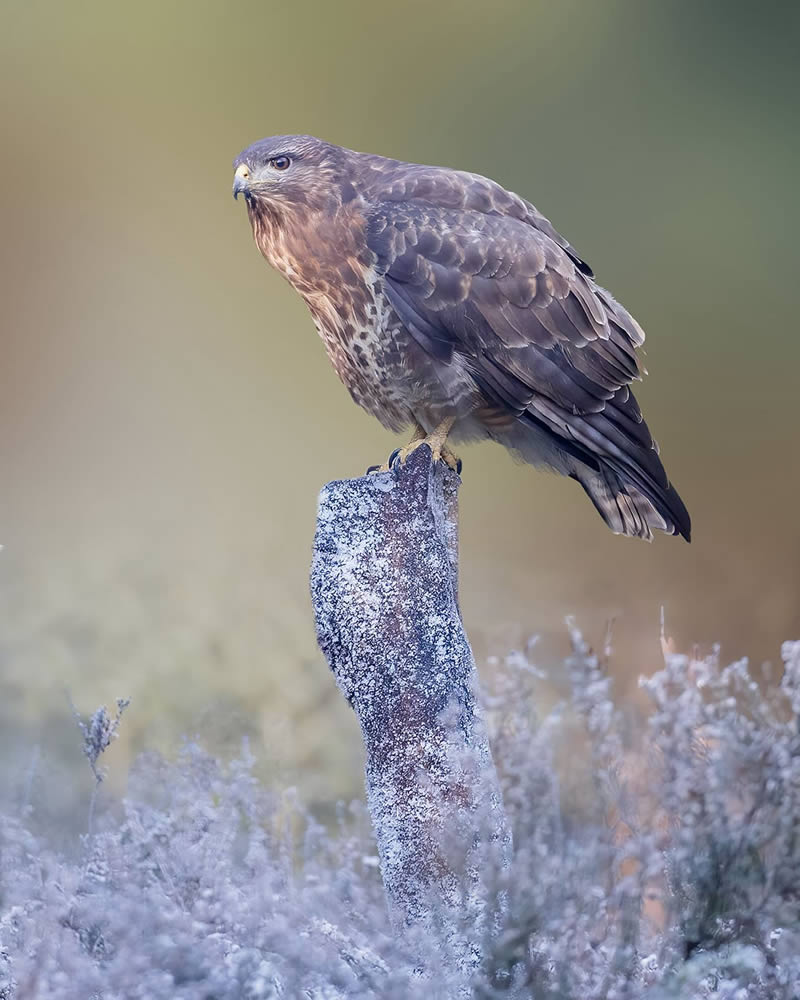 Bird Photography by Raf Raeymaekers