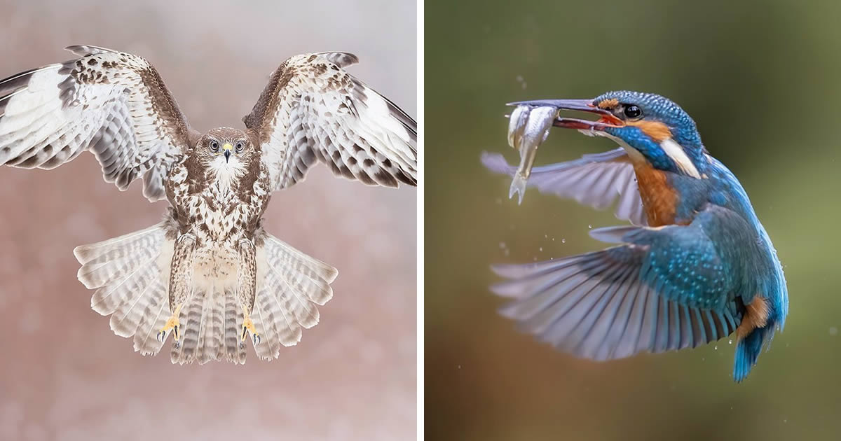 Belgian Nature Photographer Raf Raeymaekers Takes Bird Photography to New Heights