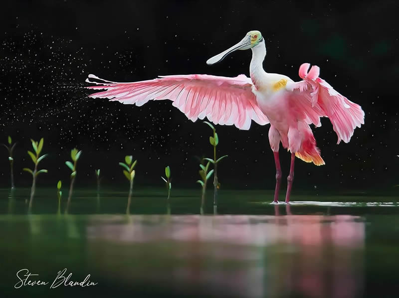 Award-Winning Photographer Steven Blandin Captures Stunning Bird Photos In Their Natural Habitat