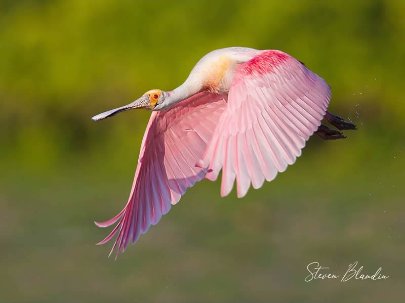 Bird Photography by Steven Blandin