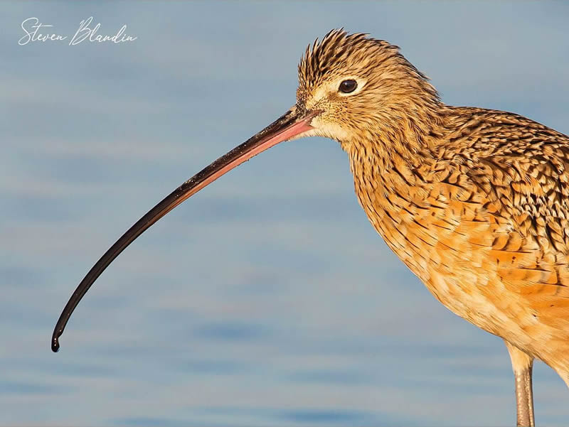 Bird Photography by Steven Blandin