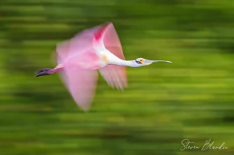 Bird Photography by Steven Blandin