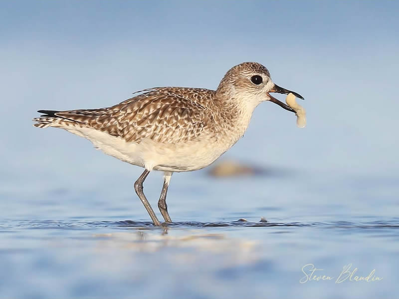 Bird Photography by Steven Blandin