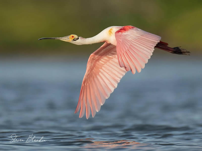 Bird Photography by Steven Blandin