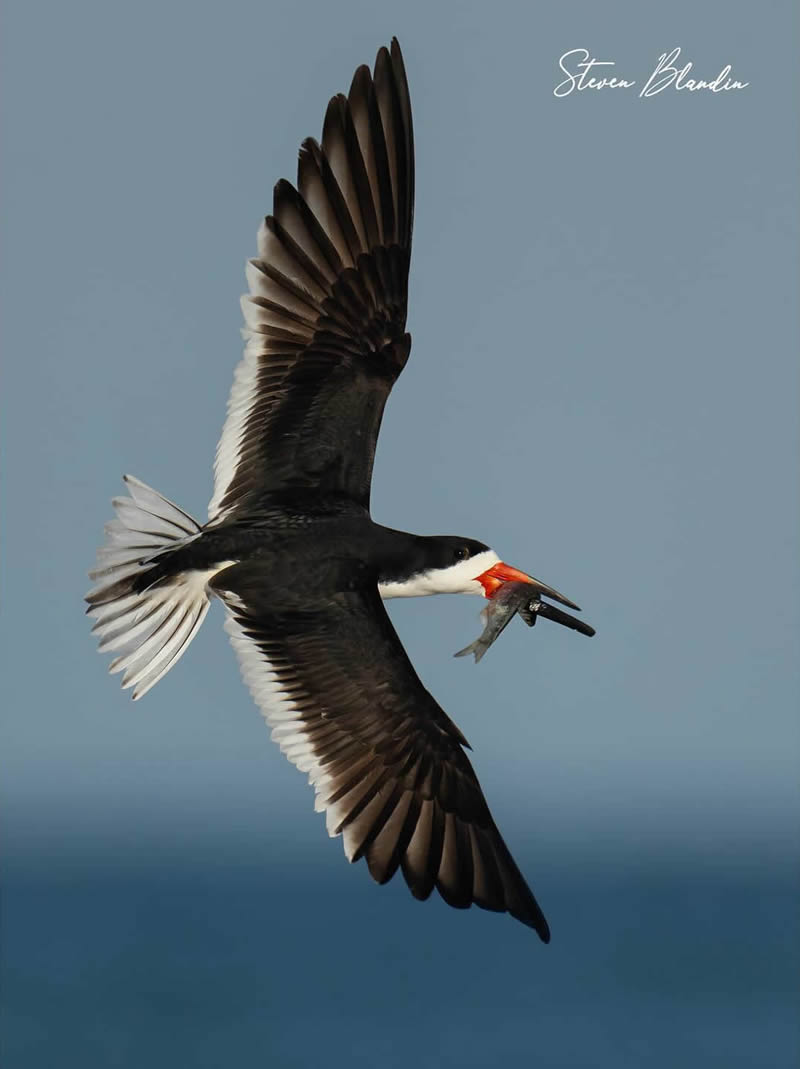 Bird Photography by Steven Blandin