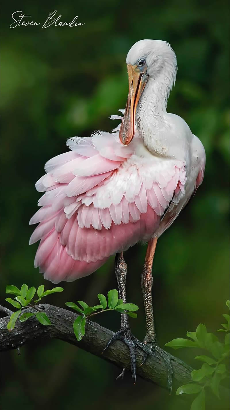 Bird Photography by Steven Blandin