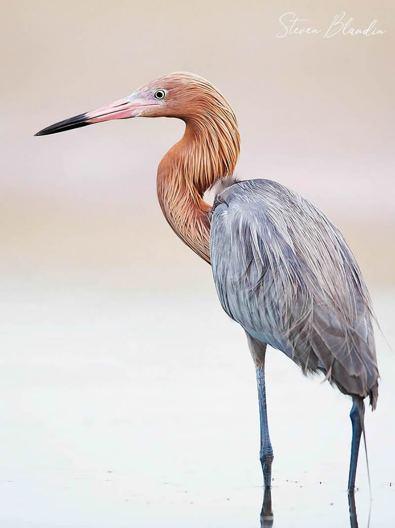 Bird Photography by Steven Blandin