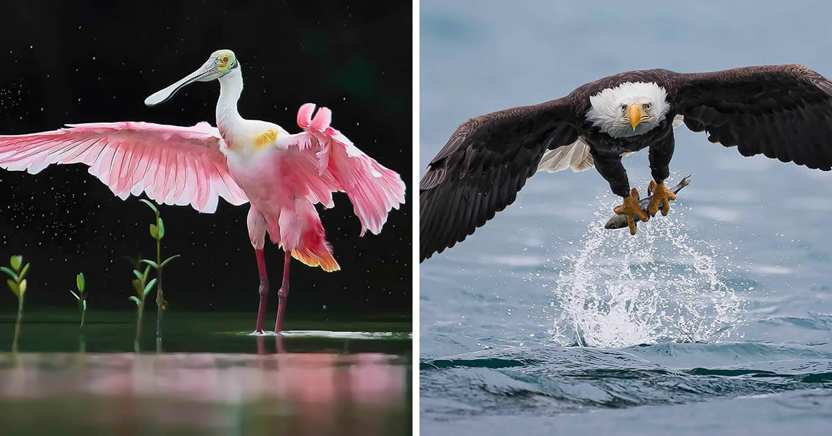 Award-Winning Photographer Steven Blandin Captures Stunning Bird Photos In Their Natural Habitat