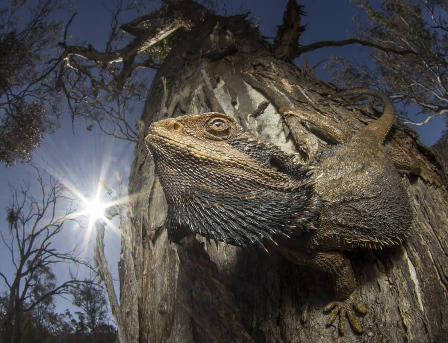 Incredible Ecology-Winning Nature Photos From the 2024 British Ecological Society