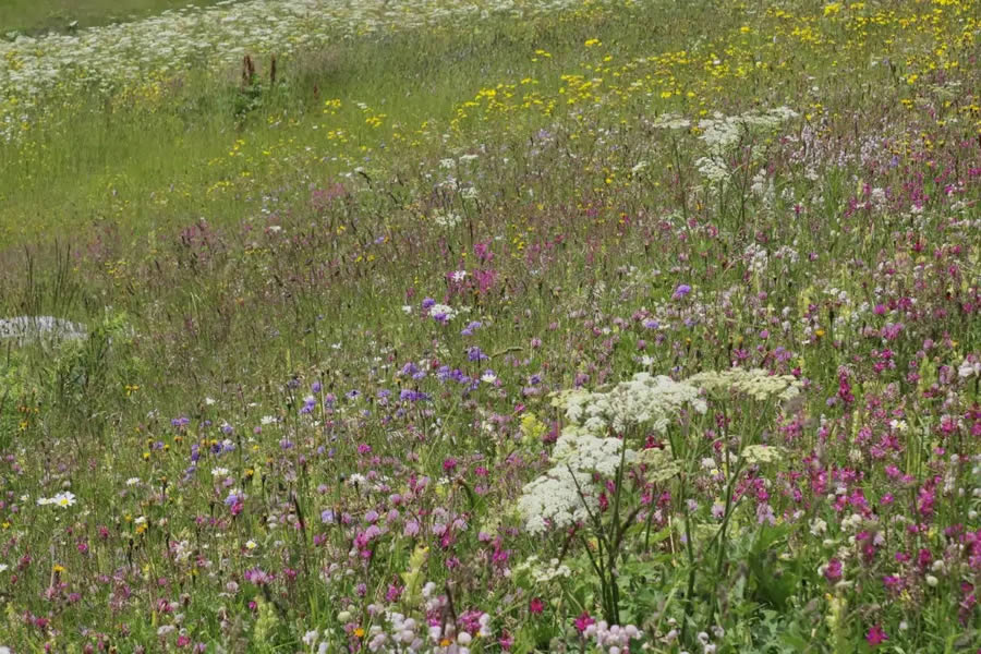 British Ecological Society Photo Contest 2024 Winners