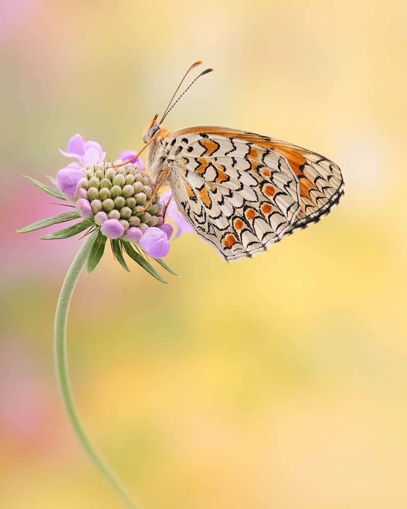 German Nature Photographer Andreas Kolossa Captures Mesmerizing Macro Photos of Butterflies