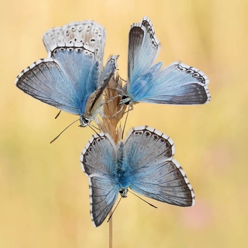 Butterflies Macro Photography by Andreas Kolossa