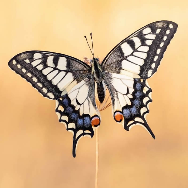 Butterflies Macro Photography by Andreas Kolossa