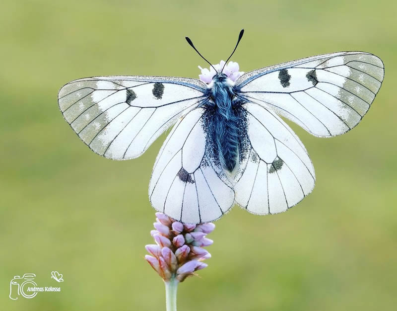 Butterflies Macro Photography by Andreas Kolossa