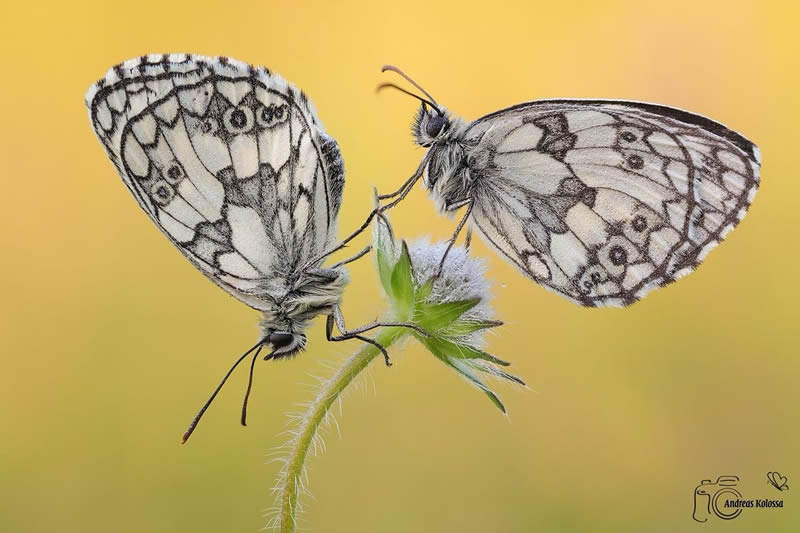 Butterflies Macro Photography by Andreas Kolossa