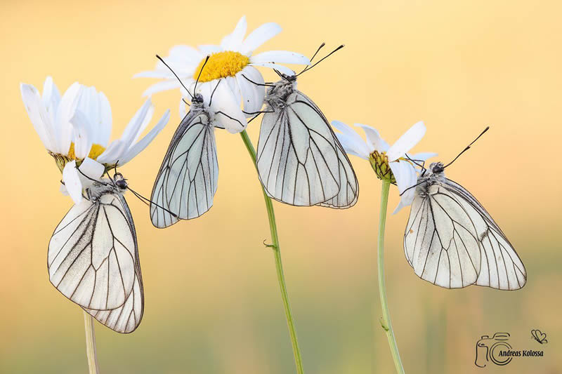 Butterflies Macro Photography by Andreas Kolossa