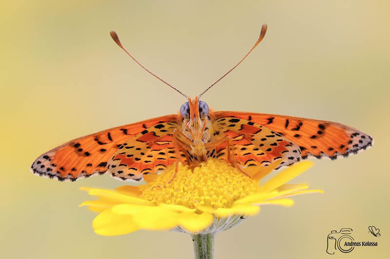 Butterflies Macro Photography by Andreas Kolossa