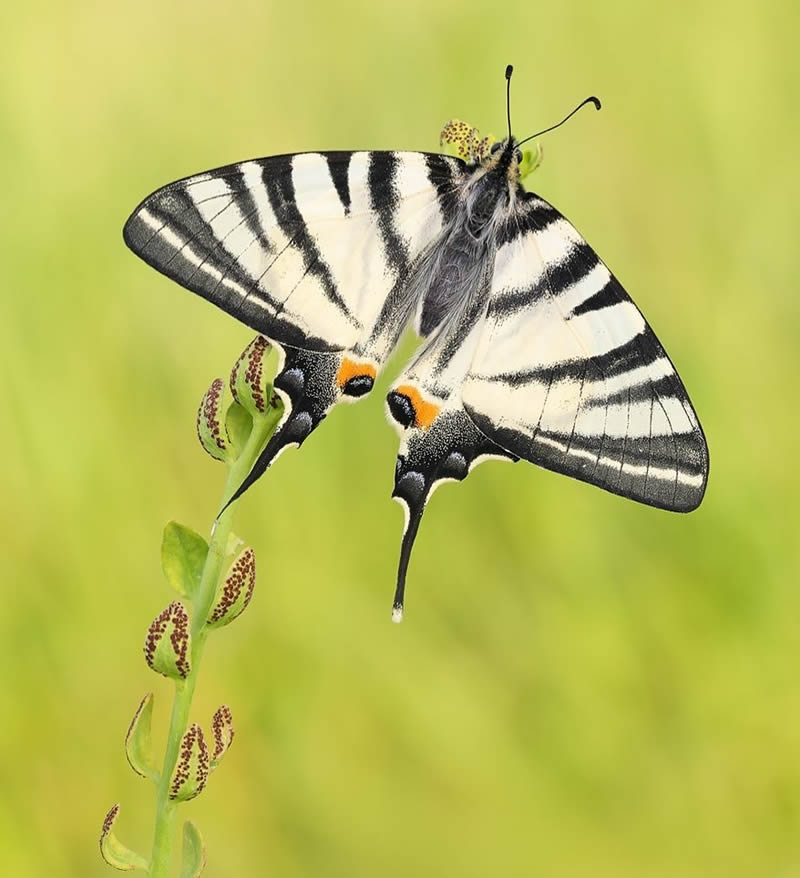 Butterflies Macro Photography by Andreas Kolossa