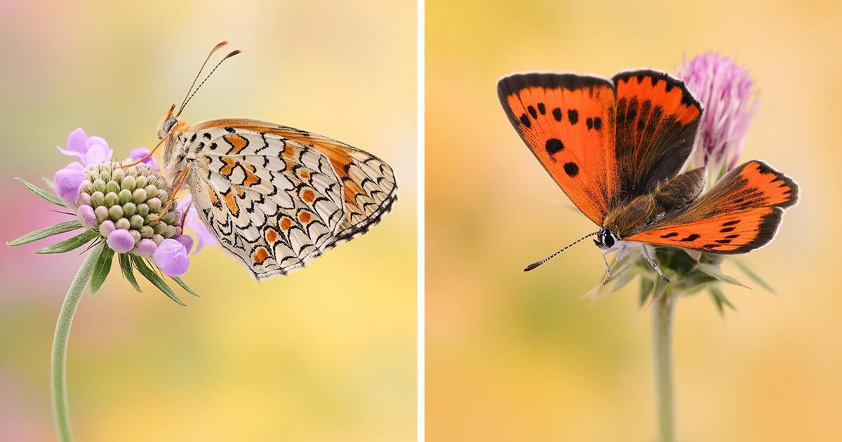 German Nature Photographer Andreas Kolossa Captures Mesmerizing Macro Photos of Butterflies