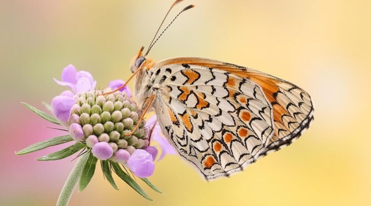 Butterflies Macro Photography by Andreas Kolossa