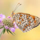 Butterflies Macro Photography by Andreas Kolossa