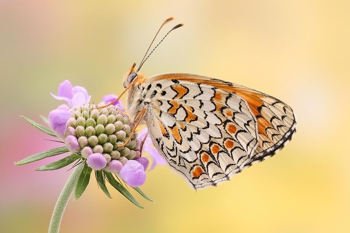 Butterflies Macro Photography by Andreas Kolossa