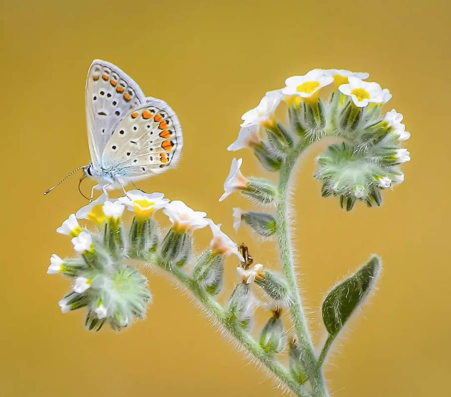 Butterflies Macro Photography By Soykan Said